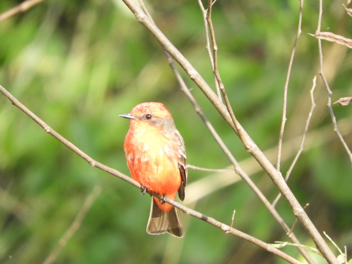 Vermilion Flycatcher - ML619946327