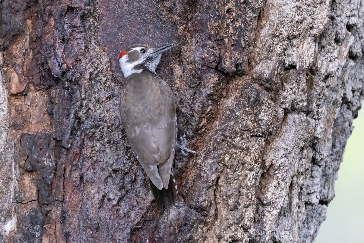Arizona Woodpecker - ML619946329