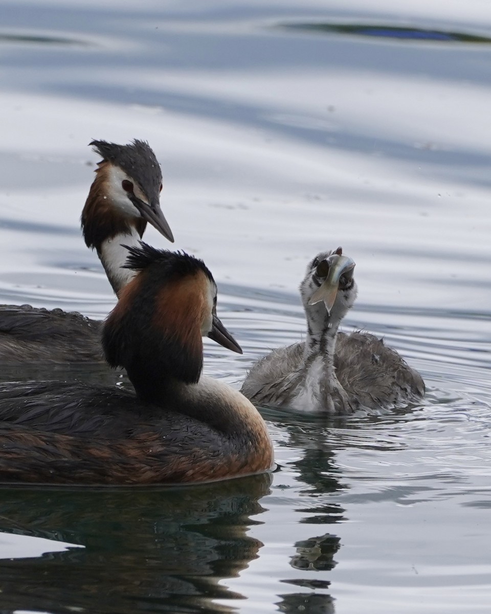 Great Crested Grebe - ML619946332
