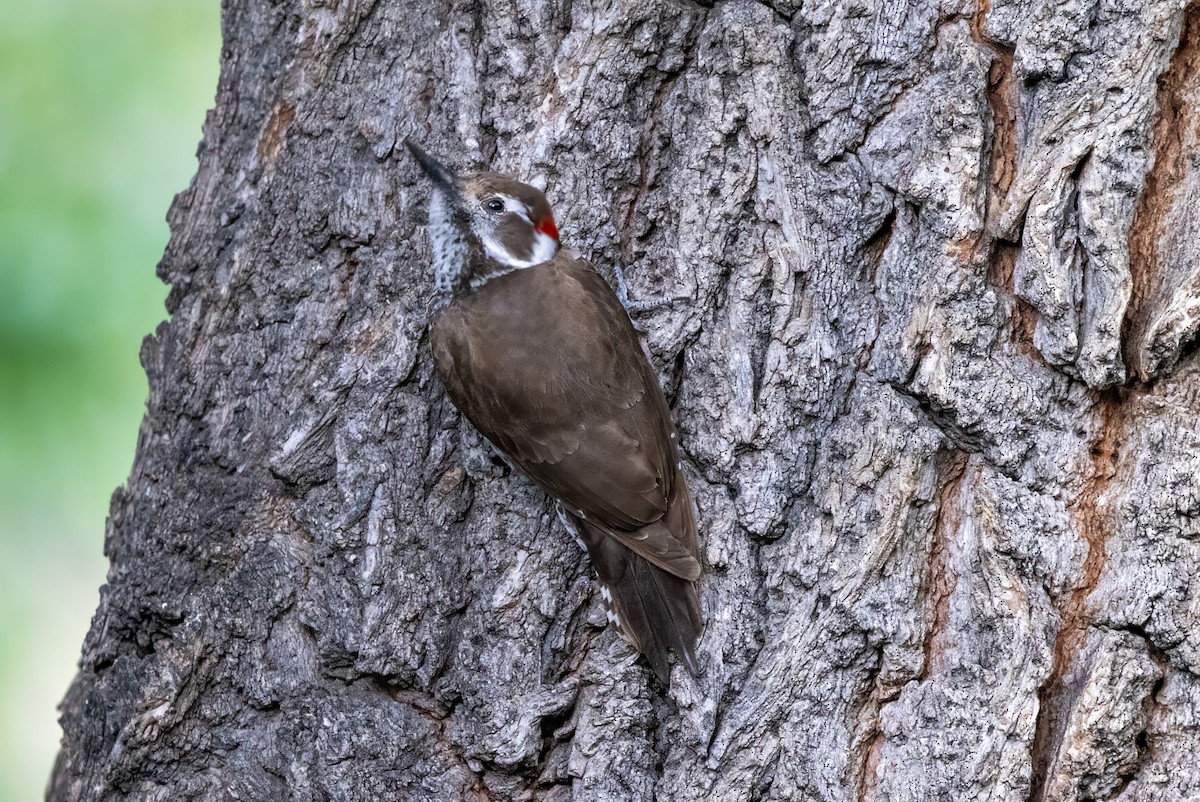 Arizona Woodpecker - ML619946334