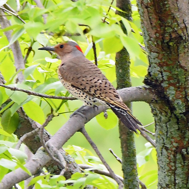 Northern Flicker (Yellow-shafted) - ML619946335