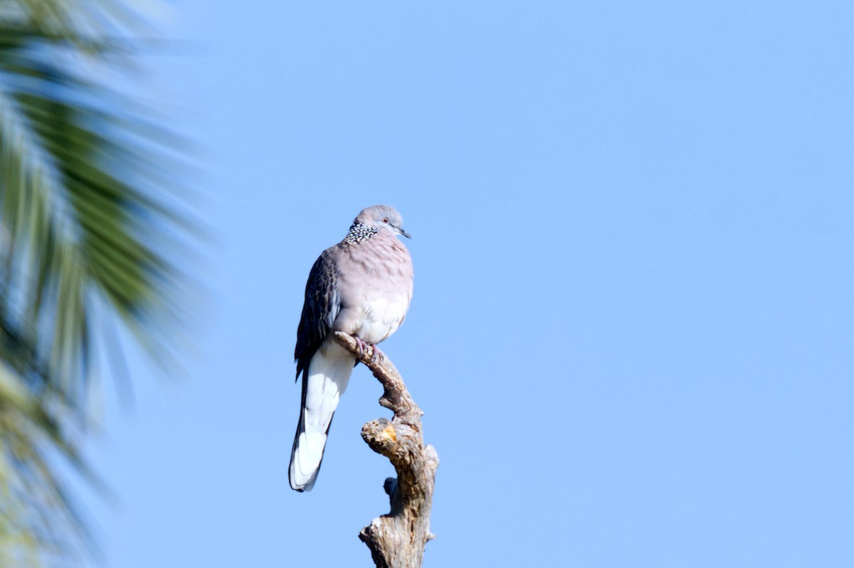 Spotted Dove - ML619946336