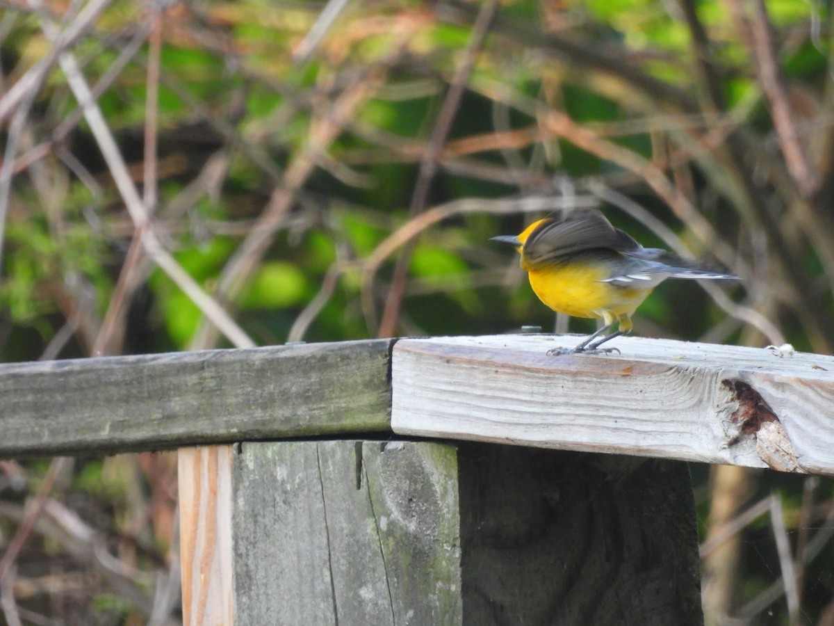 Prothonotary Warbler - ML619946337