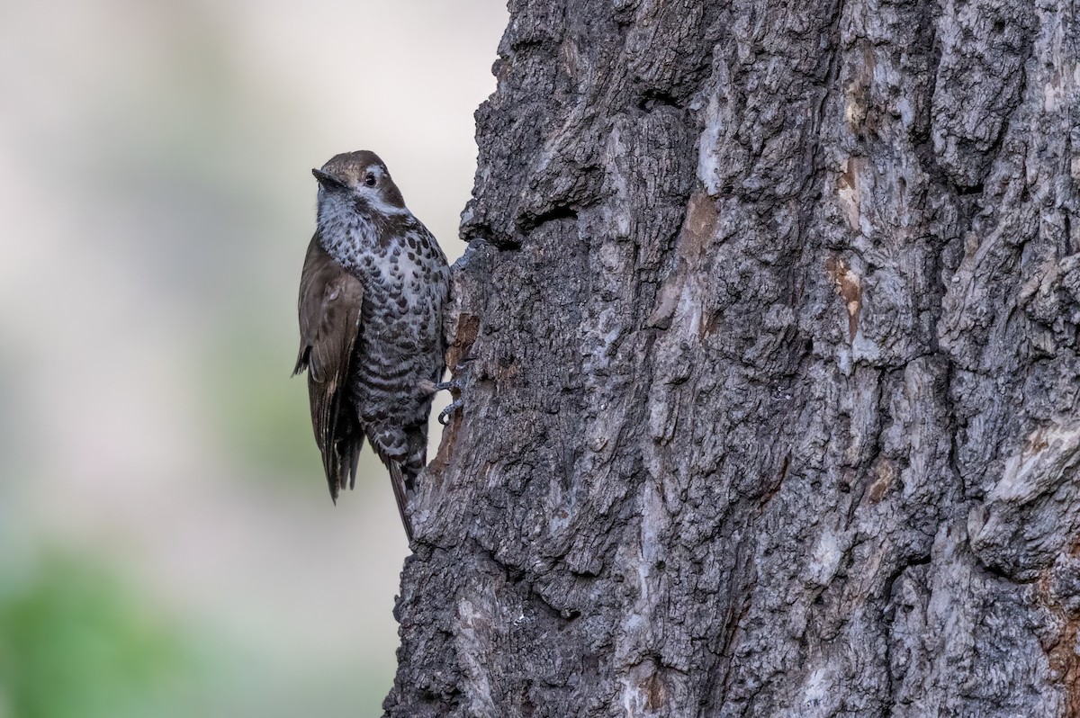 Arizona Woodpecker - ML619946338