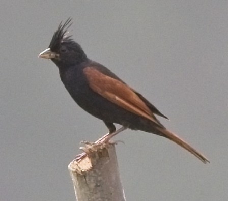Crested Bunting - ML619946339