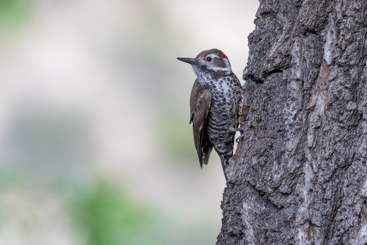 Arizona Woodpecker - ML619946340