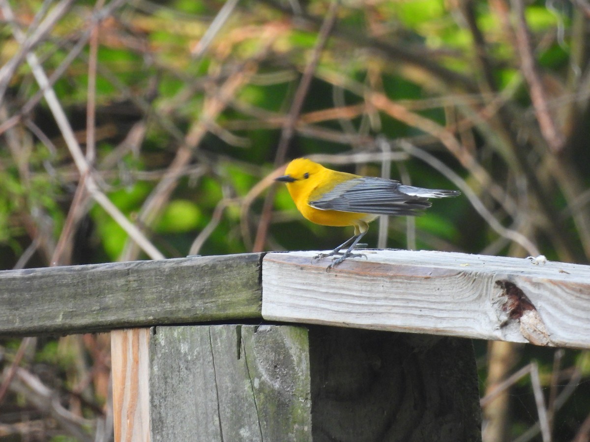Prothonotary Warbler - ML619946342