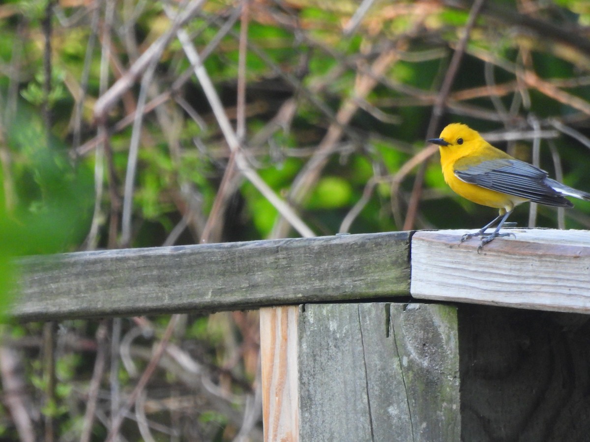 Prothonotary Warbler - ML619946344