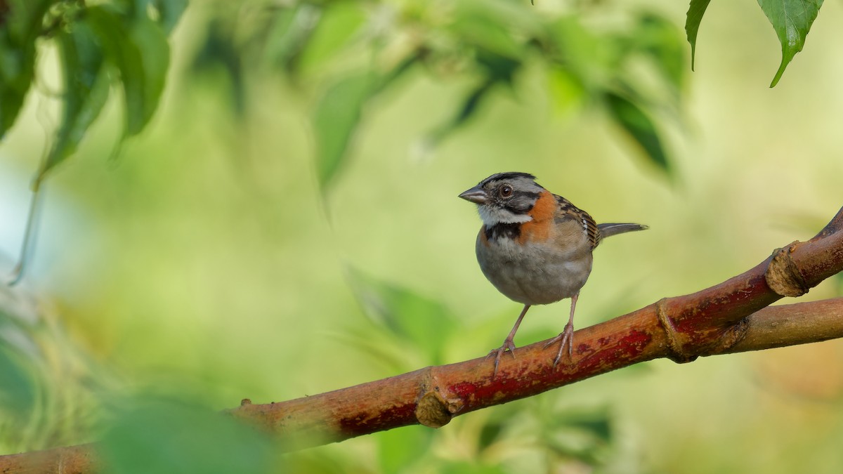Rufous-collared Sparrow - ML619946346