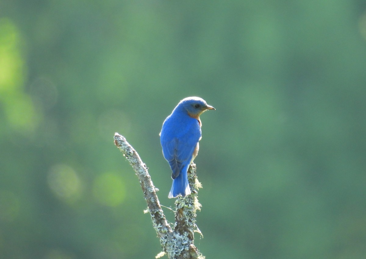 Eastern Bluebird - ML619946347