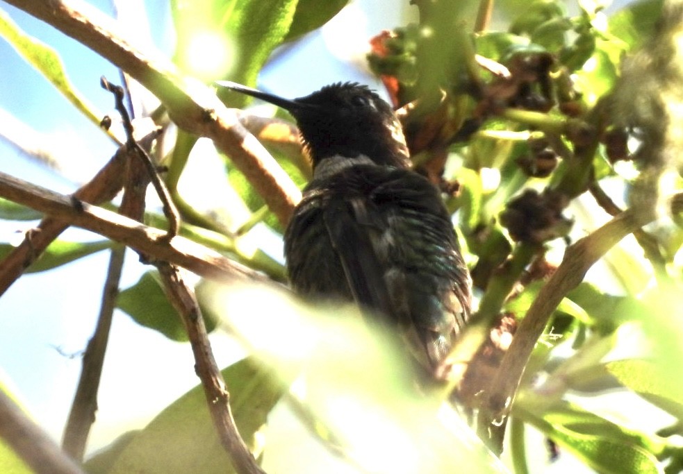 Anna's Hummingbird - ML619946351