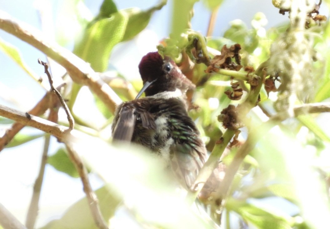 Anna's Hummingbird - ML619946352