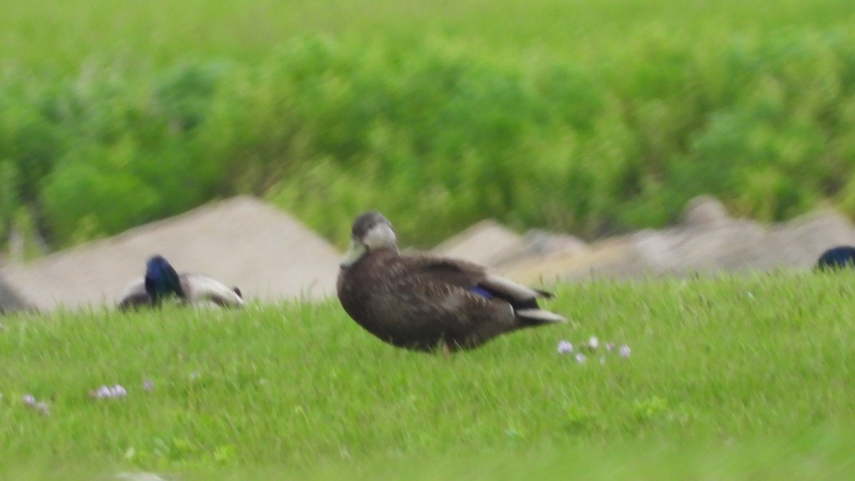 American Black Duck - ML619946359