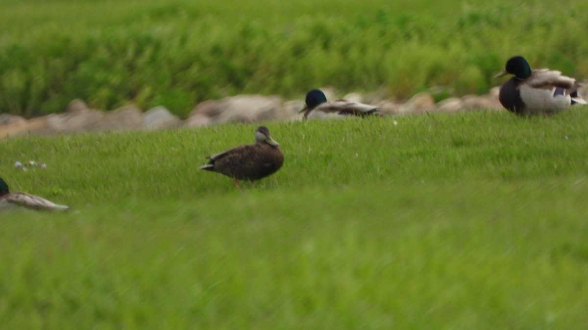 American Black Duck - ML619946360