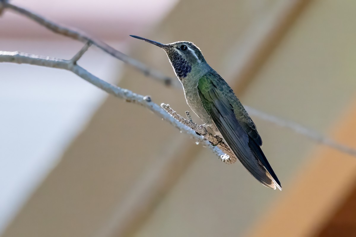 kolibřík blankytohrdlý - ML619946392