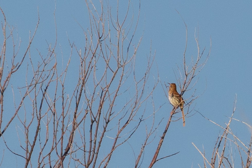 Brown Thrasher - ML619946397