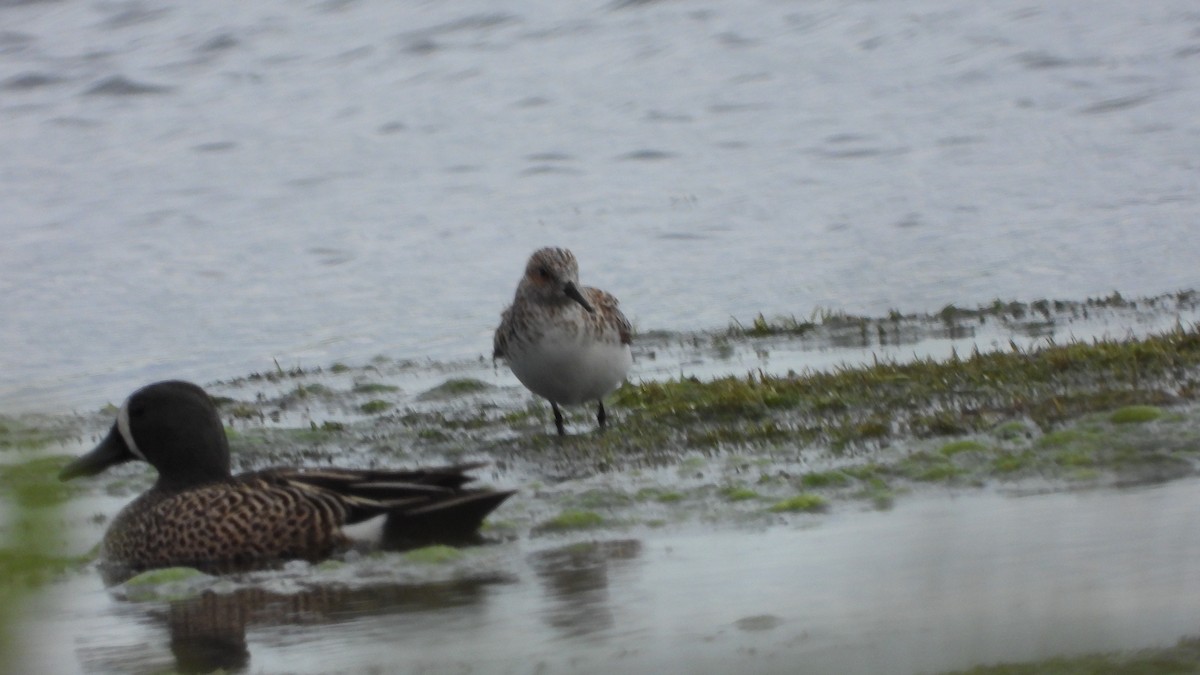 Bécasseau sanderling - ML619946407