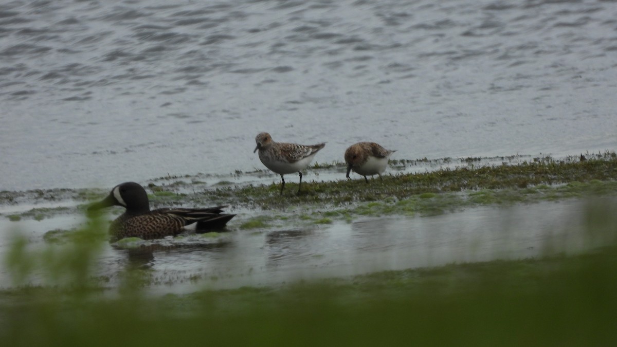 Bécasseau sanderling - ML619946410