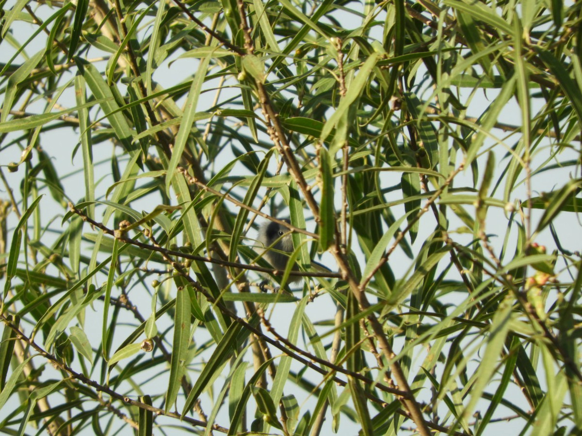 Masked Gnatcatcher - ML619946423