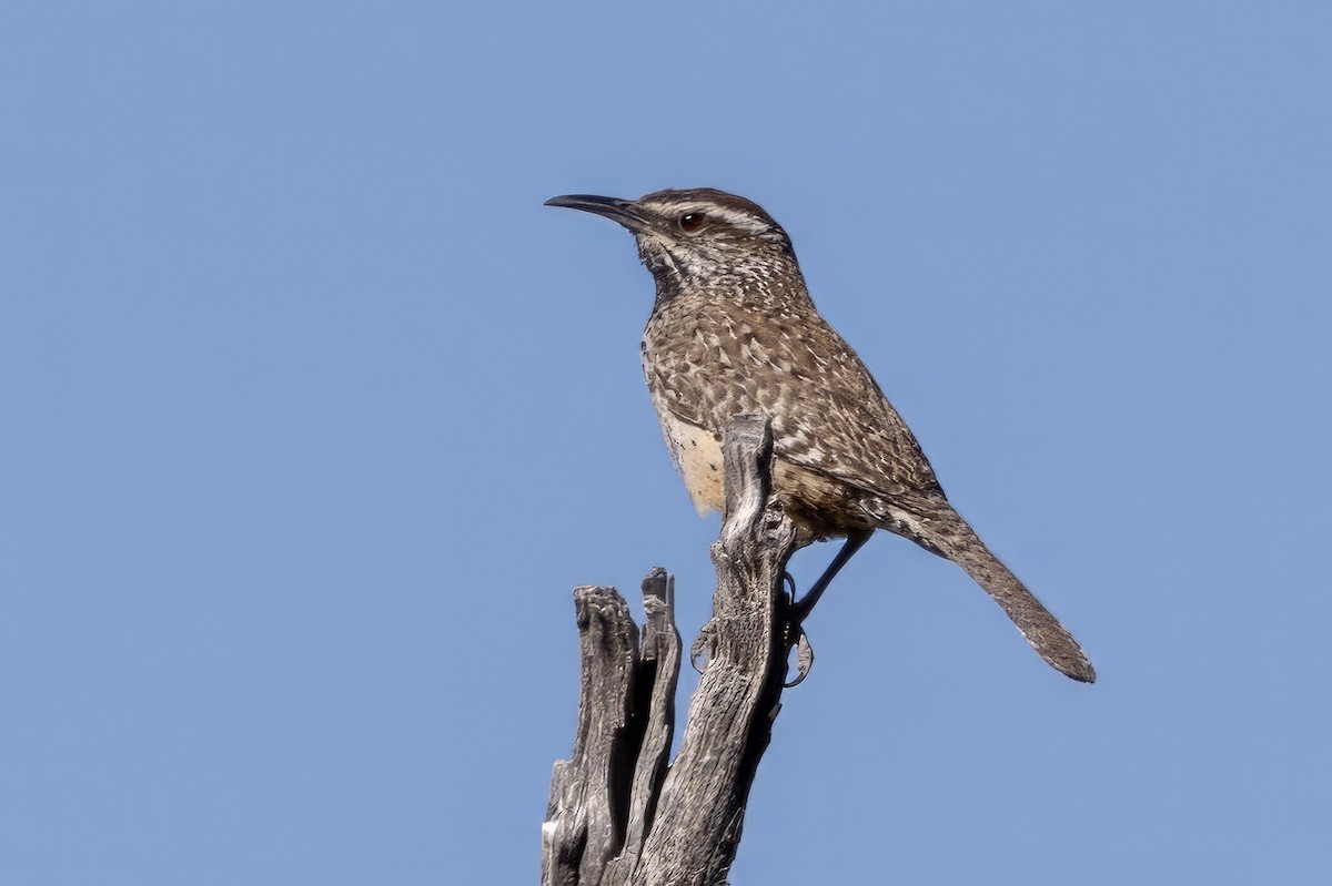 Cactus Wren - ML619946438