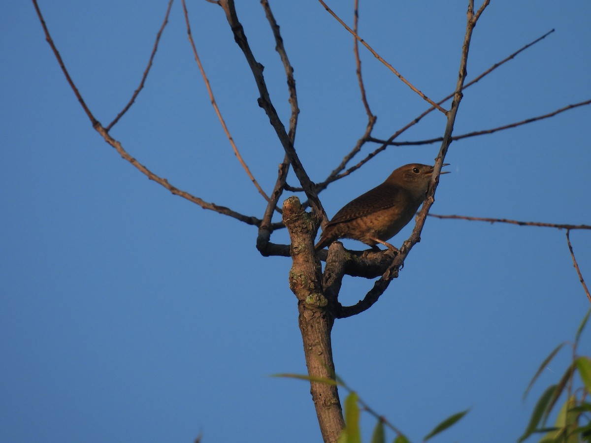 House Wren - ML619946466