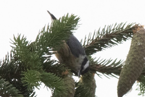 Red-breasted Nuthatch - ML619946484