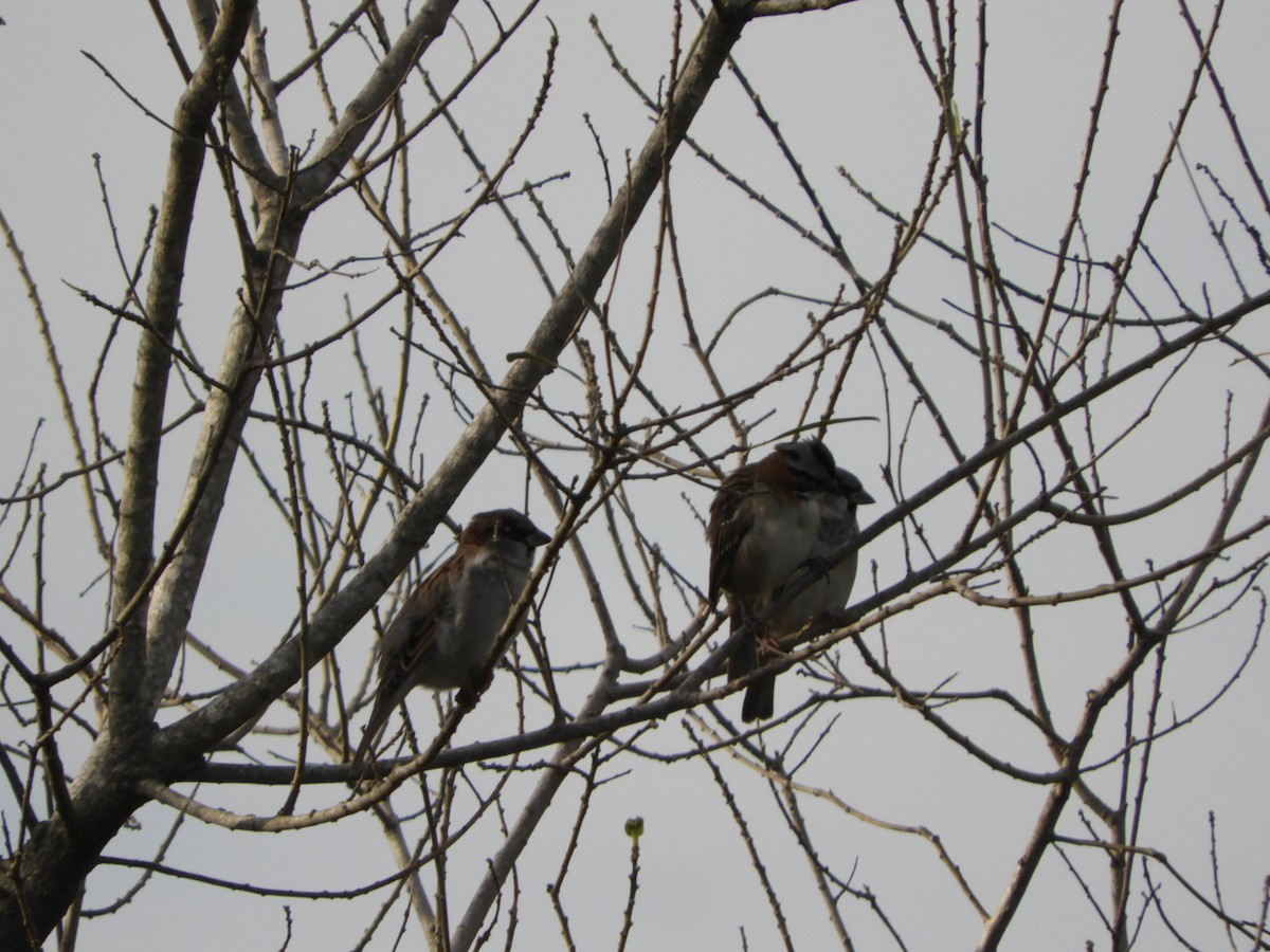 Rufous-collared Sparrow - ML619946525