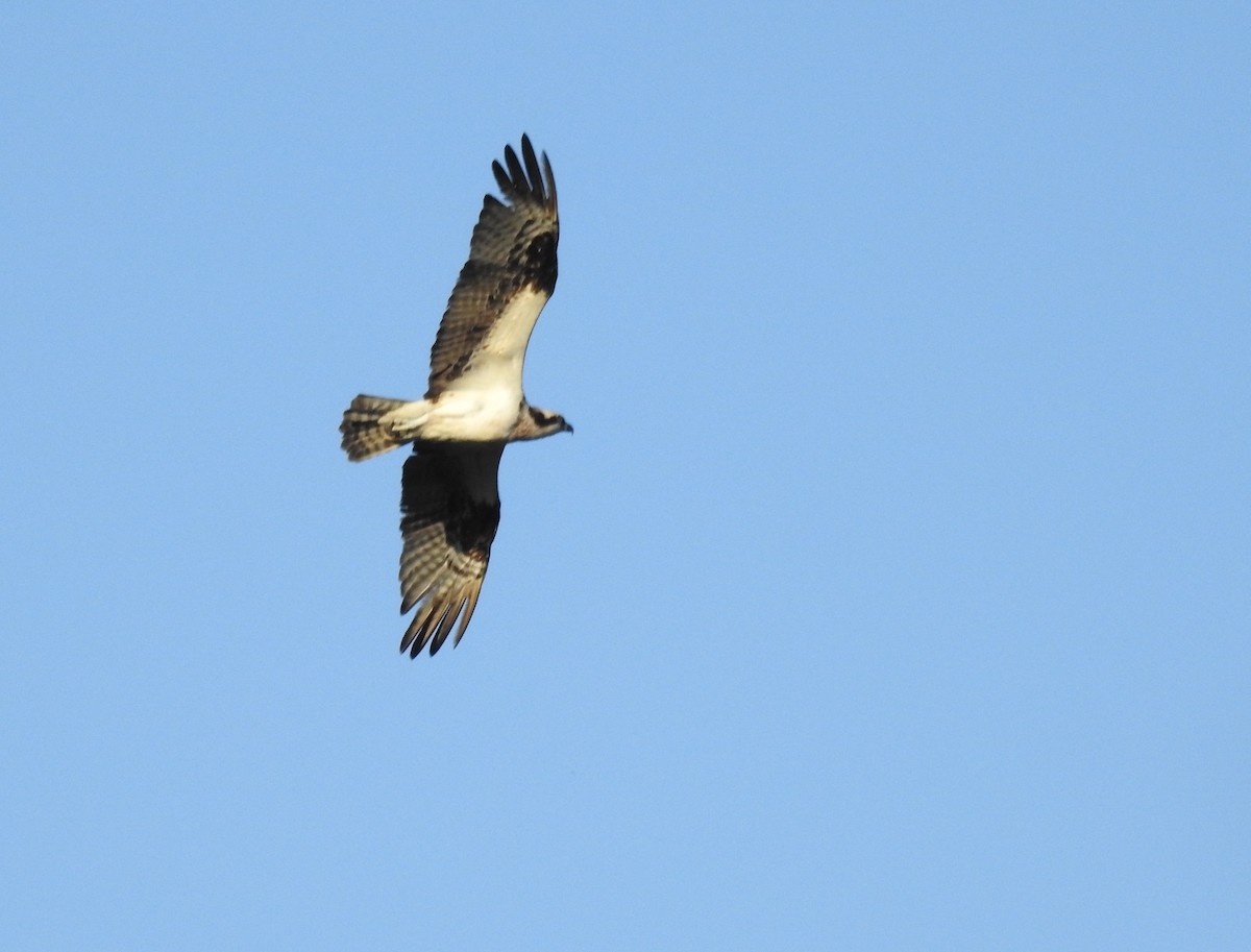 Osprey (carolinensis) - ML619946541