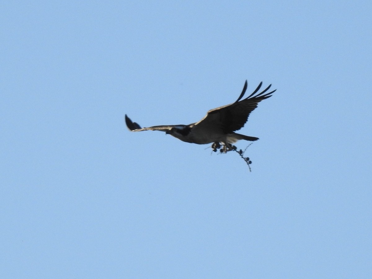 Osprey (carolinensis) - ML619946543