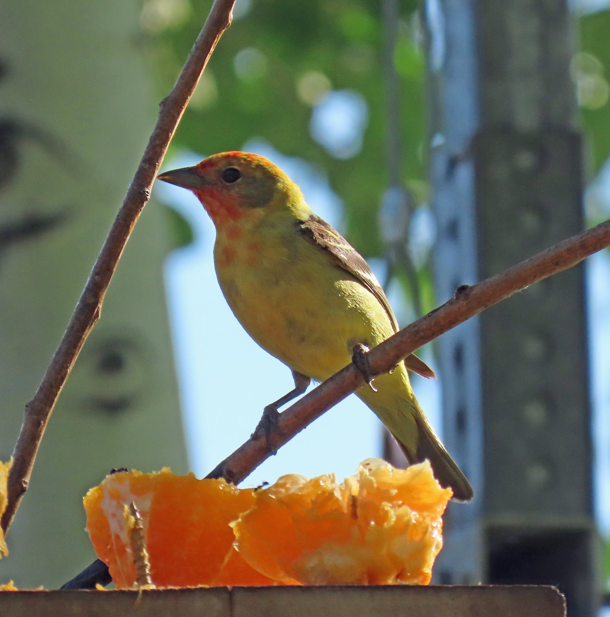 Western Tanager - ML619946549