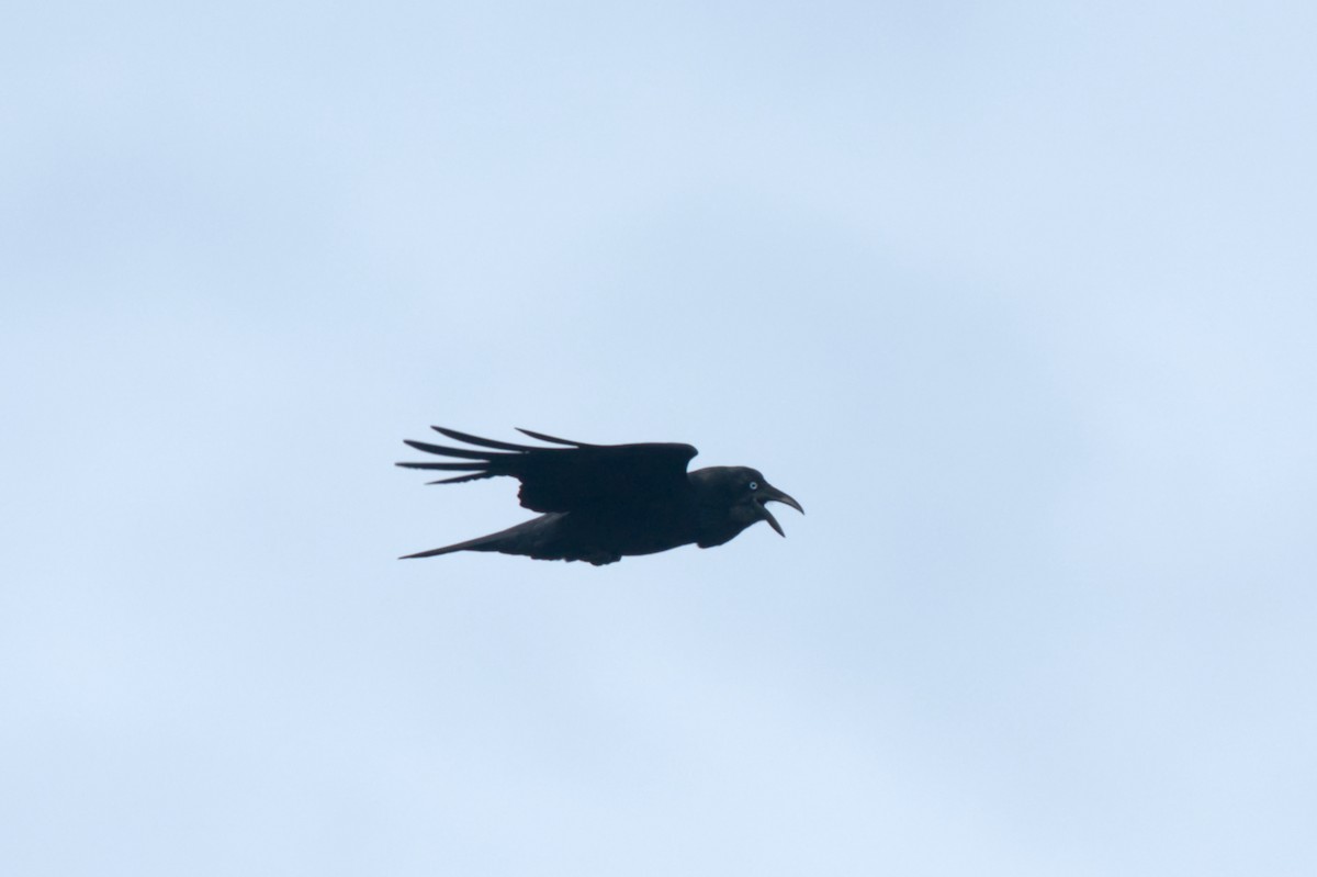 Australian Raven - ML619946555