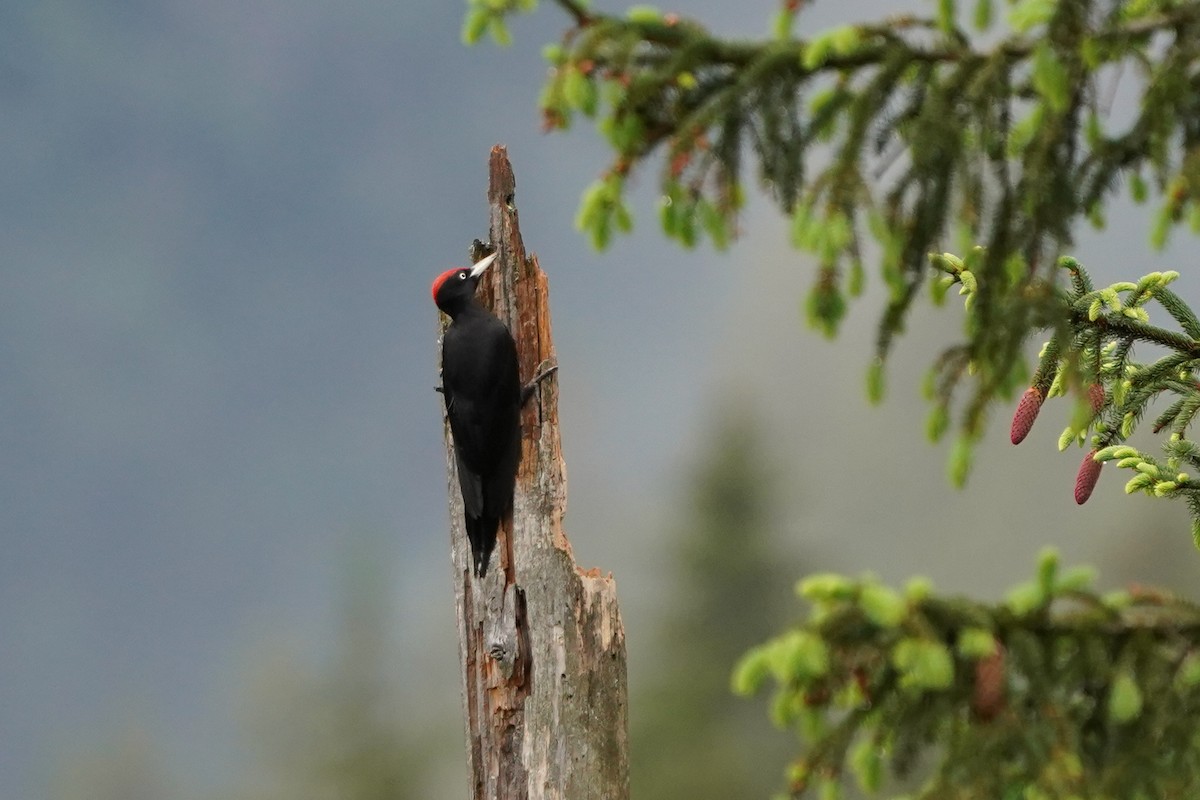 Black Woodpecker - ML619946561