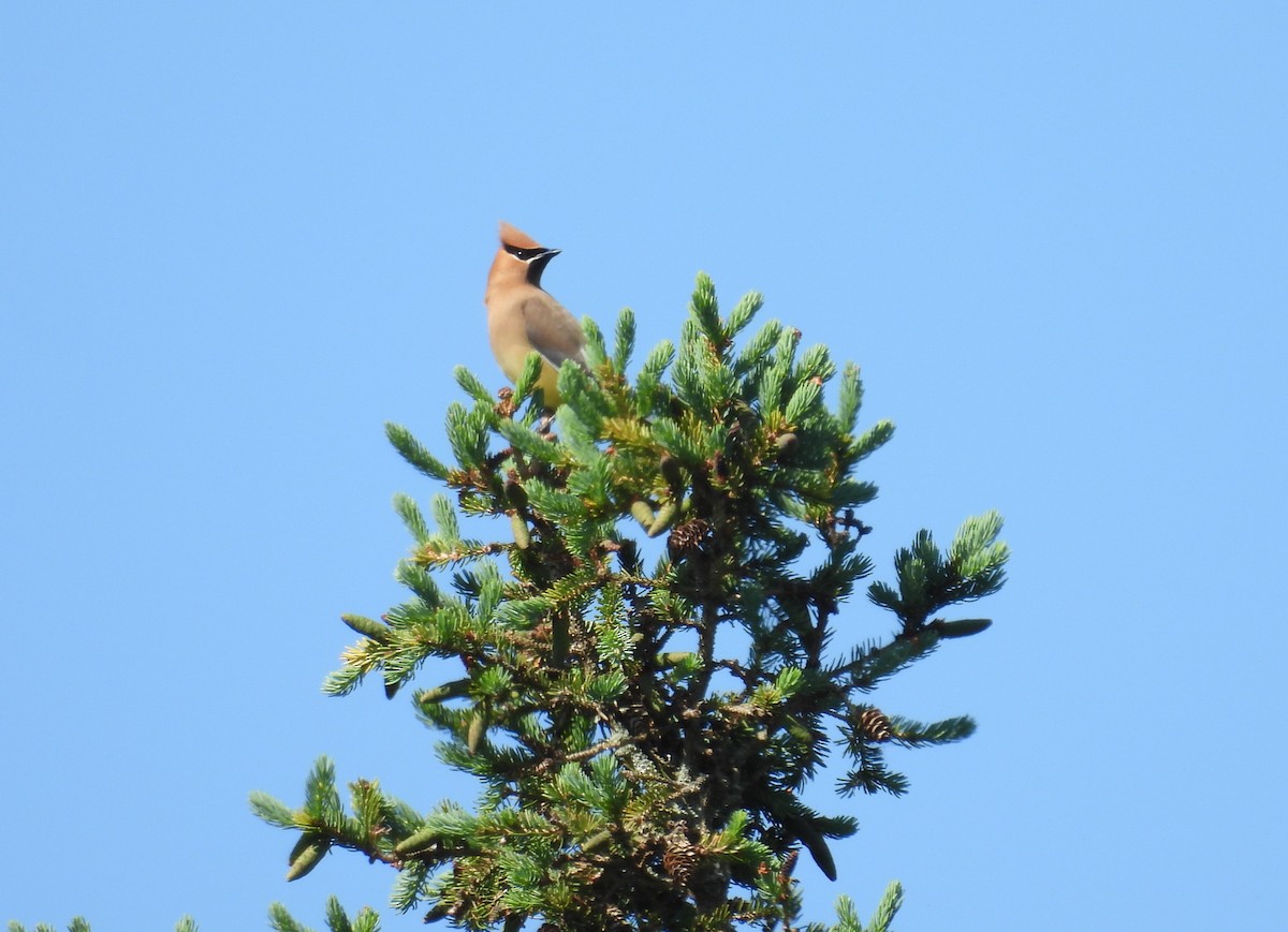 Cedar Waxwing - ML619946569