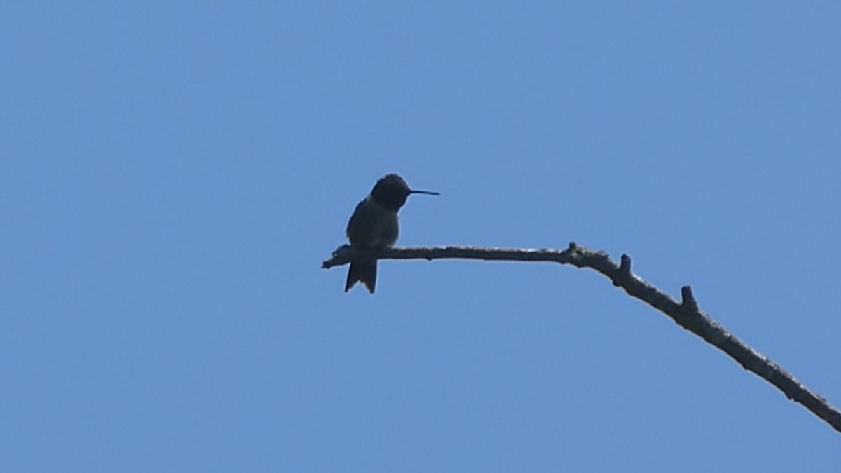 Ruby-throated Hummingbird - ML619946573