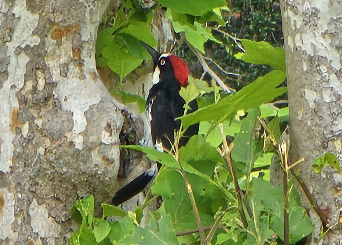 Acorn Woodpecker - ML619946580