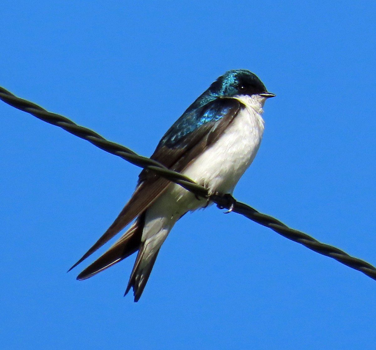 Tree Swallow - ML619946596