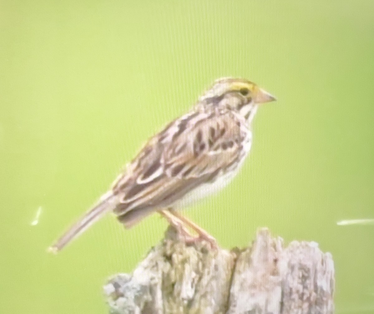 Savannah Sparrow - ML619946606