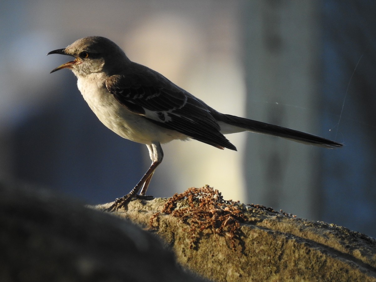 Northern Mockingbird - ML619946609