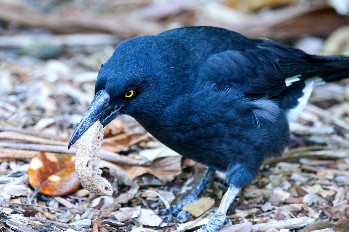 Pied Currawong - ML619946612