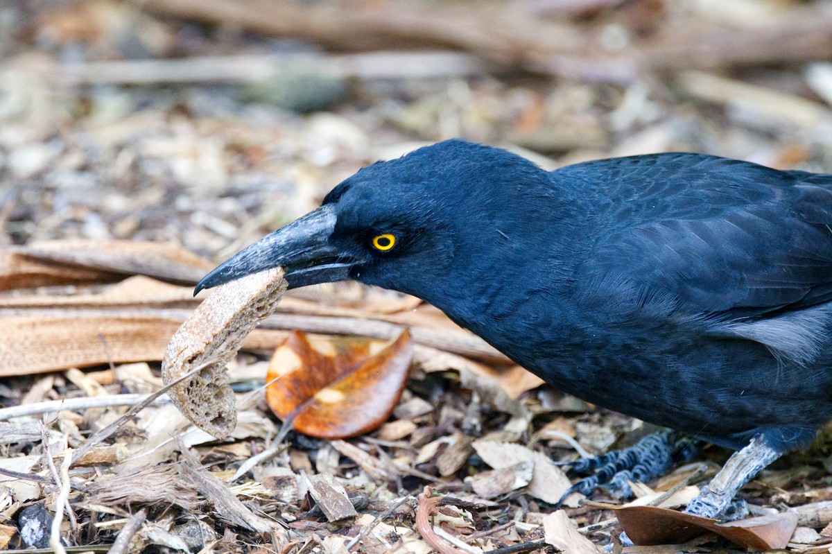 Pied Currawong - ML619946613