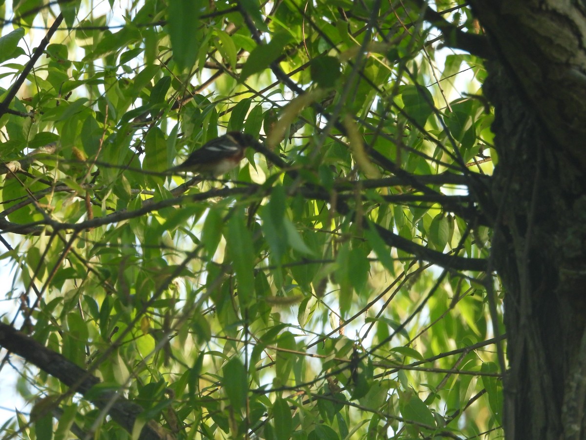 Bay-breasted Warbler - ML619946616