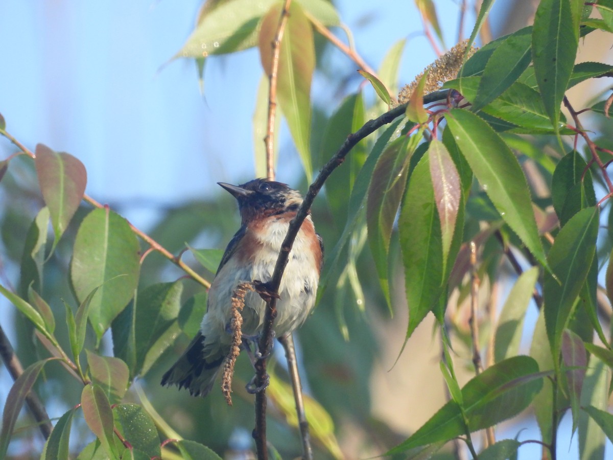 Bay-breasted Warbler - ML619946619