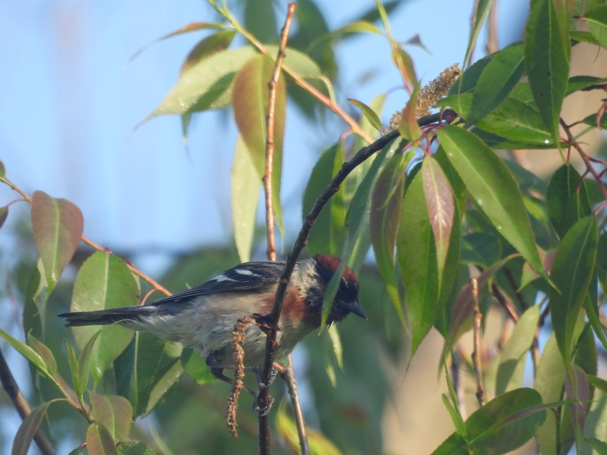 Bay-breasted Warbler - ML619946621