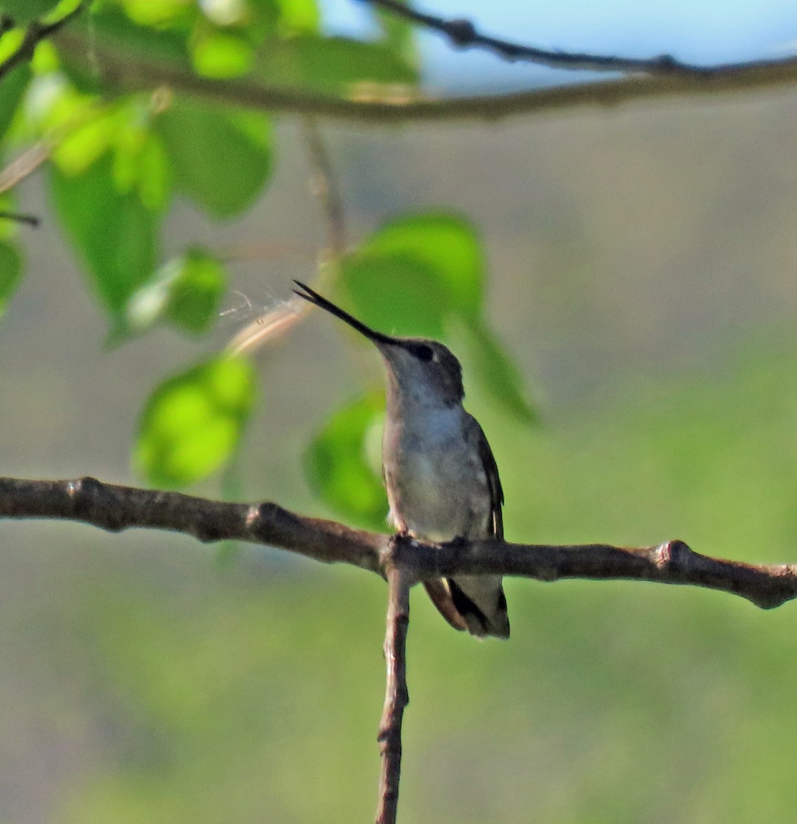 Black-chinned Hummingbird - ML619946671