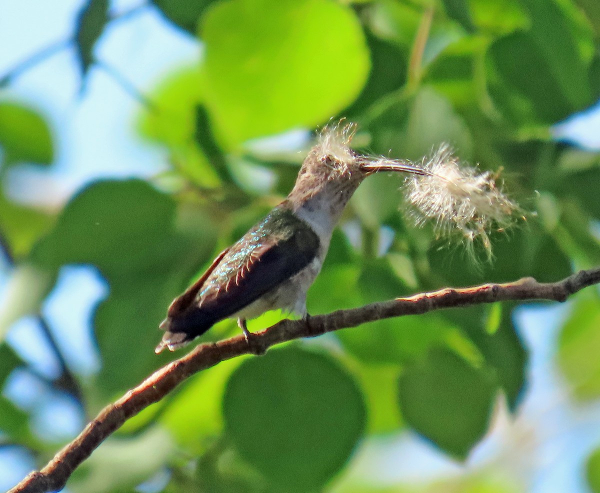 Black-chinned Hummingbird - ML619946672