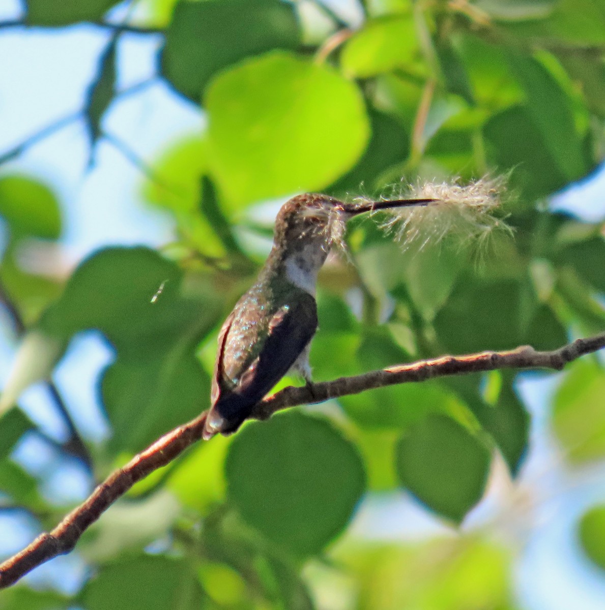 Black-chinned Hummingbird - ML619946673