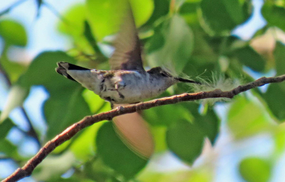 Black-chinned Hummingbird - ML619946674