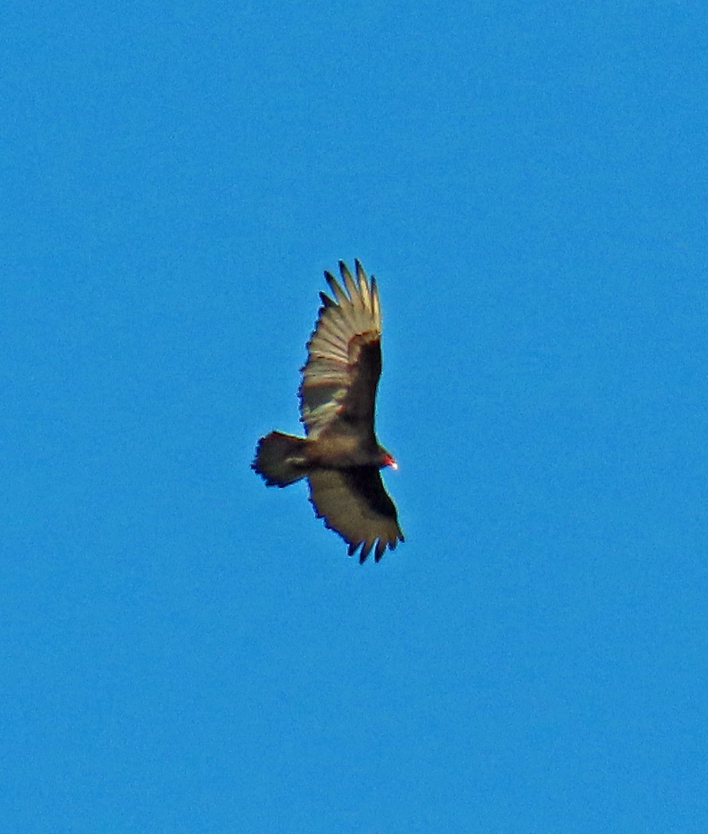 Turkey Vulture - ML619946682