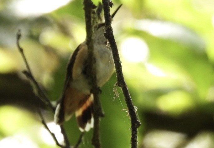 Rufous/Allen's Hummingbird - ML619946731