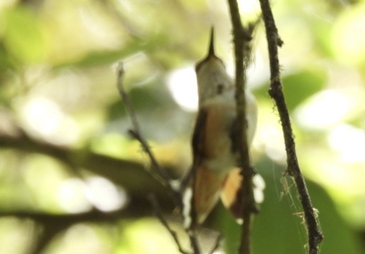 Rufous/Allen's Hummingbird - ML619946733